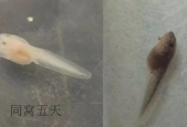蝌蚪网国产,蝌蚪网引领绿色科技新潮流